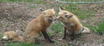 foxesgarden.jpg